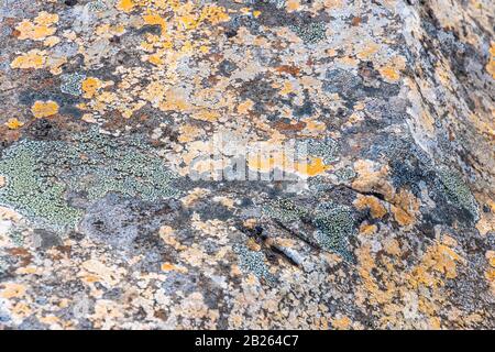 La plie et les lichens en Islande poussent dans un climat glacial sur le gros rocher Banque D'Images