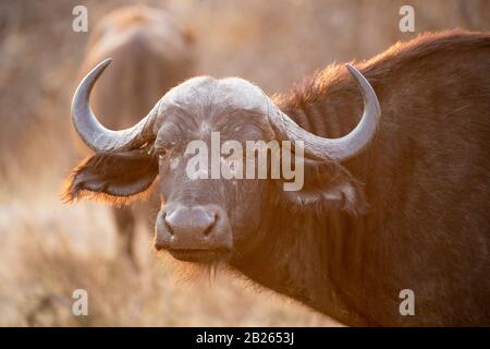 Cape Buffalo, Syncerus Caffer, Balule Game Reserve, Afrique Du Sud Banque D'Images