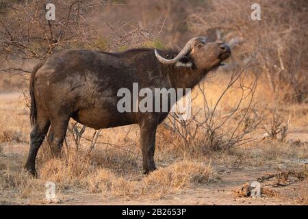 Cape Buffalo, Syncerus Caffer, Balule Game Reserve, Afrique Du Sud Banque D'Images