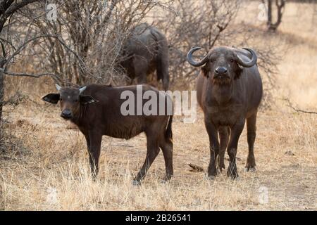 Cape buffalo avec veau, Syncerus caffer, Balule Game Reserve, Afrique du Sud Banque D'Images