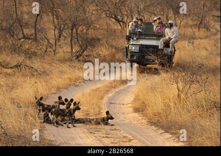 Touristes regardant des chiots de chiens sauvages, Lycaon pictus, Balule Game Reserve, Afrique du Sud Banque D'Images