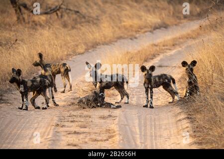 Chiots de chiens sauvages, Lycaon pictus, Balule Game Reserve, Afrique du Sud Banque D'Images