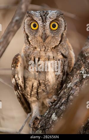 Afro scaps hibou, Otus senegalensis, Balule Game Reserve, Afrique du Sud Banque D'Images