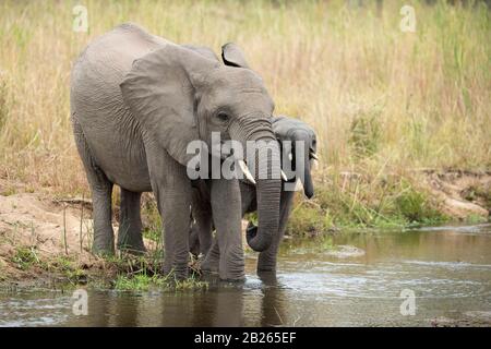 Éléphant d'Afrique, Loxodonta africana africana, Malaa Game Reserve, Afrique du Sud Banque D'Images
