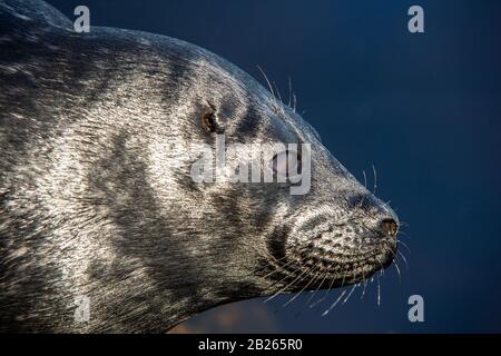 Le joint annelé de Ladoga repose sur une pierre. Gros plan portrait, vue latérale. Nom scientifique: Pusa hispida ladogensis. Le sceau de Ladoga dans un habita naturel Banque D'Images