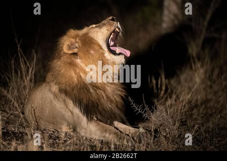 Lion masculin la nuit, Panthera leo, Malaa Game Reserve, Afrique du Sud Banque D'Images