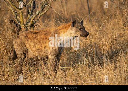 Hyena tachetée, Crocuta crocuta, Malaa Game Reserve, Afrique du Sud Banque D'Images