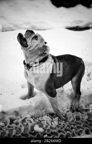 Bulldog anglais jouant dans la neige, les animaux et la nature Banque D'Images