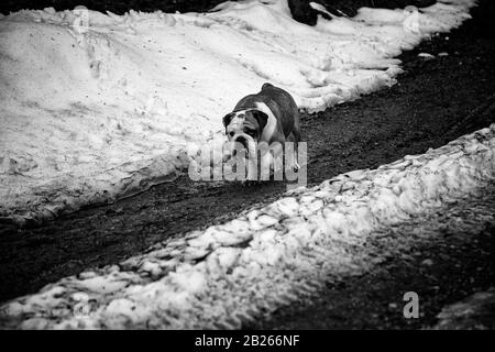 Bulldog anglais jouant dans la neige, les animaux et la nature Banque D'Images