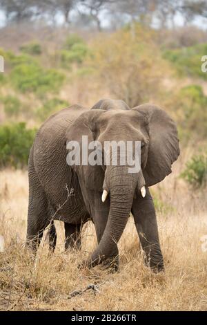 Éléphant d'Afrique, Loxodonta africana africana, Kruger National Park, Afrique du Sud Banque D'Images