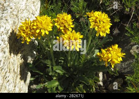 Kreiner Greiskraut, Senecio incanus ssp. Carniolicus Banque D'Images