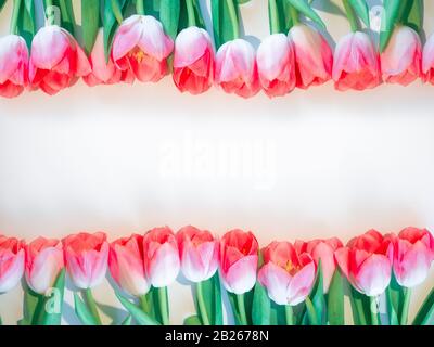 Fleurs roses fond blanc. Fleur rose tulipe dans une rangée. Maquette plate, vue de dessus Banque D'Images