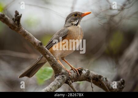 Kurichane Thrush, Turdus Libonyana, Parc National Kruger, Afrique Du Sud Banque D'Images