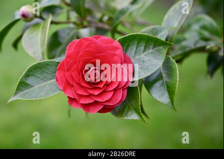 Gros plan sur Camellia Bloom Banque D'Images