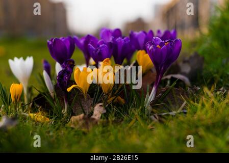 Crocus dans différentes couleurs, violet, blanc, jaune, printemps Banque D'Images