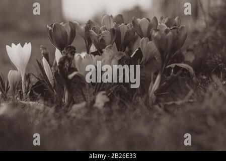 Crocus dans différentes couleurs, violet, blanc, jaune, printemps Banque D'Images