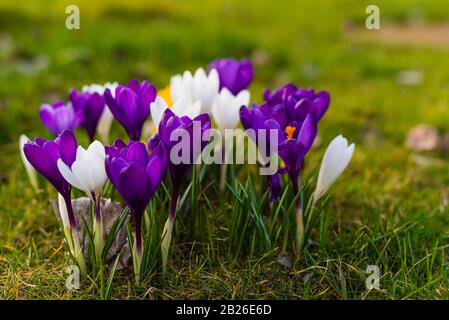 Crocus dans différentes couleurs, violet, blanc, jaune, printemps Banque D'Images