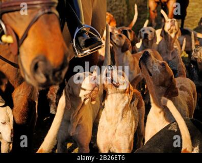 Foxhounds regardant leur maître Banque D'Images