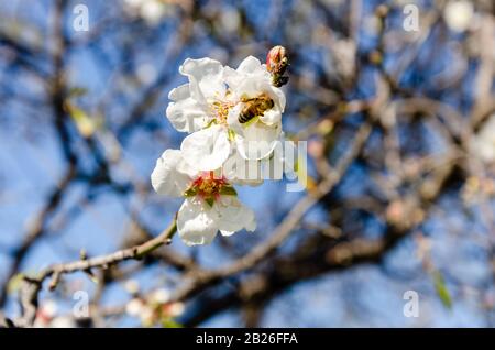Fleurs d'amandes, printemps. Gros plan de fleurs d'amande de Datca, Mugla, Turquie Banque D'Images