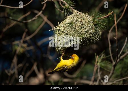 Le Cap Weaver construit un nid, Ploceus capensis, Oxbow, Lesotho Banque D'Images