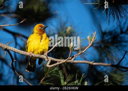 Cape Weaver, Ploceus Capensis, Oxbow, Lesotho Banque D'Images