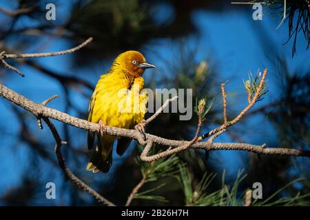 Cape Weaver, Ploceus Capensis, Oxbow, Lesotho Banque D'Images