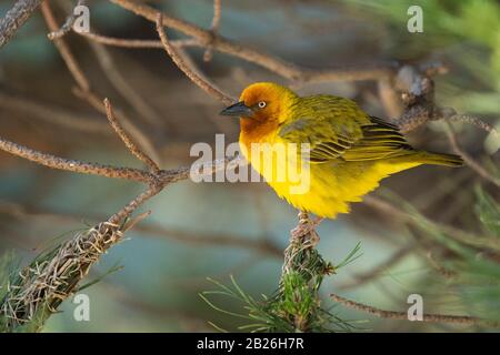 Cape Weaver, Ploceus Capensis, Oxbow, Lesotho Banque D'Images