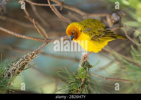 Cape Weaver, Ploceus Capensis, Oxbow, Lesotho Banque D'Images