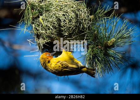 Le Cap Weaver construit un nid, Ploceus capensis, Oxbow, Lesotho Banque D'Images