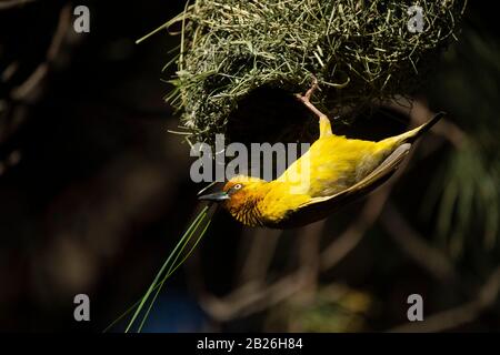 Le Cap Weaver construit un nid, Ploceus capensis, Oxbow, Lesotho Banque D'Images