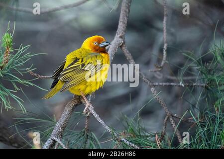 Cape Weaver, Ploceus Capensis, Oxbow, Lesotho Banque D'Images