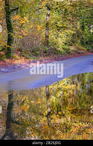 Promenade dans les bois d'automne, avec des reflets de flaques humides, campagne, saisons, vie rurale, arbres mousseux, nature, paix, calme, vie rurale, North Devon Banque D'Images