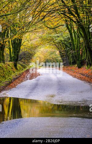 Promenade dans les bois d'automne, avec des reflets de flaques humides, campagne, saisons, vie rurale, arbres mousseux, nature, paix, calme, vie rurale, North Devon Banque D'Images