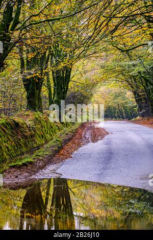 Promenade dans les bois d'automne, avec des reflets de flaques humides, campagne, saisons, vie rurale, arbres mousseux, nature, paix, calme, vie rurale, North Devon Banque D'Images