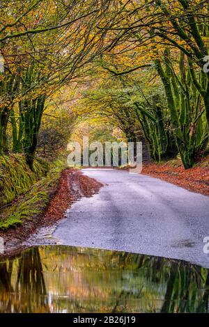 Promenade dans les bois d'automne, avec des reflets de flaques humides, campagne, saisons, vie rurale, arbres mousseux, nature, paix, calme, vie rurale, North Devon Banque D'Images