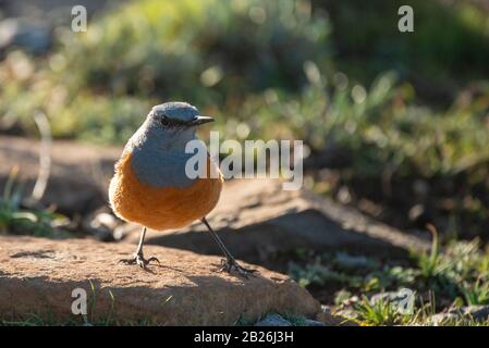 Sentinel rock thrush, explorateur De La Monoticola, Sani Top, Lesotho Banque D'Images