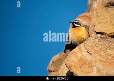 Cavalier de Drakensberg, Chaetops auranantius, Sani Top, Lesotho Banque D'Images