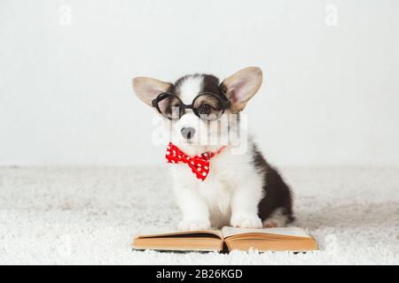Chiot Corgi avec lunettes et livre Banque D'Images