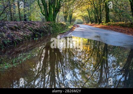 Promenade dans les bois d'automne, avec des reflets de flaques humides, campagne, saisons, vie rurale, arbres mousseux, nature, paix, calme, vie rurale, North Devon Banque D'Images