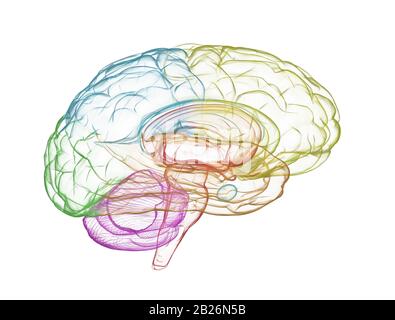 Modèle de rayons X du cerveau multicolore. Isolé sur fond blanc Banque D'Images