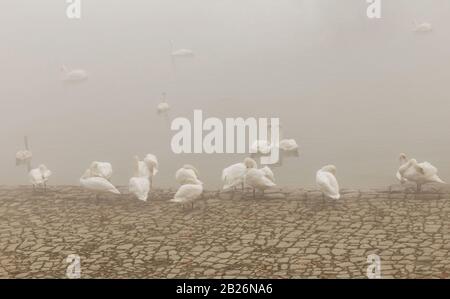 Beau paysage d'automne avec des cygnes nageant dans le brouillard sur un Danube Banque D'Images