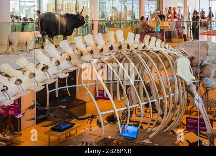 Exposition de squelettes de dinosaures et d'animaux préhistoriques à l'intérieur DE LA MUSE, le Musée des sciences de trente dans le nord de l'Italie, en Europe. Science Interactive Banque D'Images