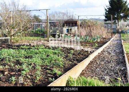 Terrain d'allotissement ou jardin communautaire partagé par plusieurs propriétaires pour cultiver vos propres légumes et nourriture Banque D'Images