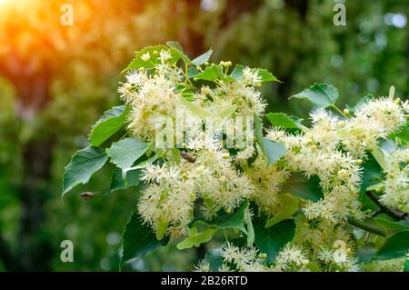 Branche de la floraison Linden le matin. Banque D'Images
