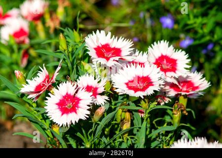 Dianthus Chinensis Fleurs. Banque D'Images