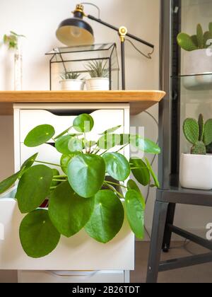 Grande usine de crêpe dans une salle d'étude industrielle noir et blanc avec de nombreuses autres plantes vertes. Banque D'Images