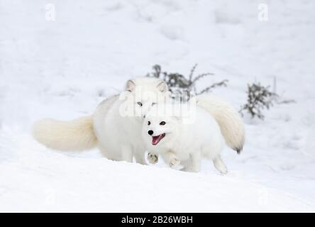 Deux renards arctiques (Vulpes lagopus) jouant l'un avec l'autre dans la neige d'hiver au Montana, aux États-Unis Banque D'Images