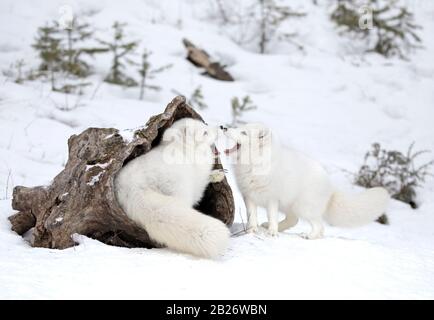 Deux renards arctiques (Vulpes lagopus) jouant l'un avec l'autre dans la neige d'hiver au Montana, aux États-Unis Banque D'Images