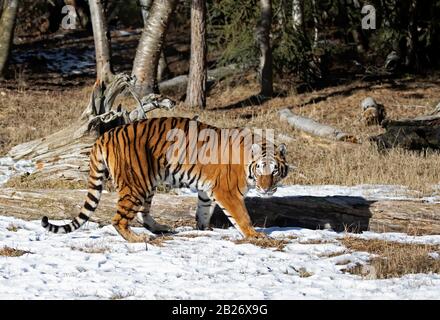 Tigre de Sibérie (Panthera tigris altaica) marchant dans la neige d'hiver au Montana, aux États-Unis Banque D'Images