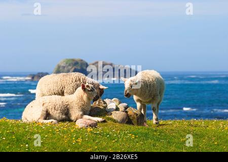 Belle vue sur la mer et des moutons au repos sur la prairie à fleurs Banque D'Images